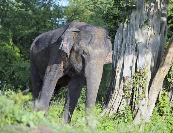 Udawalawe Safari - Private & Customize Tour - Key highlights you should know before you go