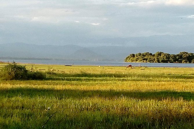 Udawalawe Safari - Private & Customize Tour - Udawalawe from Galle and the south coast: door-to-door comfort