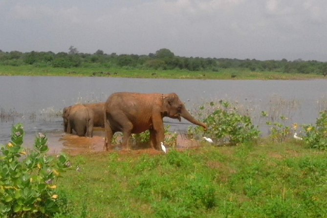 Udawalawe Safari - Private & Customize Tour - Where you may spend extra: park entrance fees