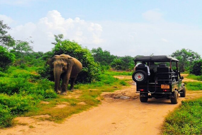 Udawalawe Safari - Private & Customize Tour - Value and price: is $110 per person worth it?