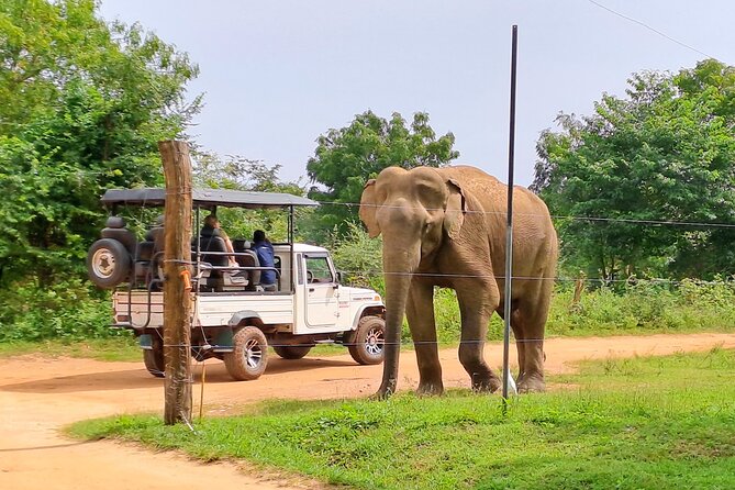 Udawalawe Safari - Private & Customize Tour - Who should book this safari, and who should consider alternatives