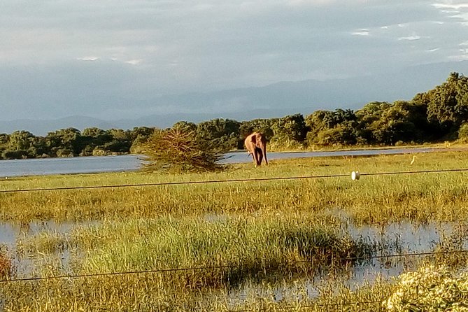 Udawalawe Safari - Private & Customize Tour - Should you book this Udawalawe private jeep tour?
