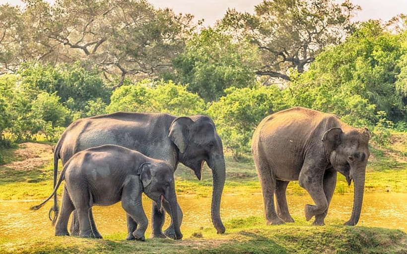 Udawalawe Safari Private Day Trip with Lunch - All Inclusive - Key things I’d bet on