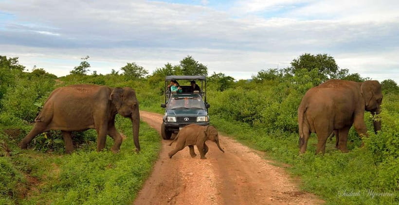 Udawalawe Safari Private Day Trip with Lunch - All Inclusive - Udawalawe National Park: Why This Safari Feels Personal