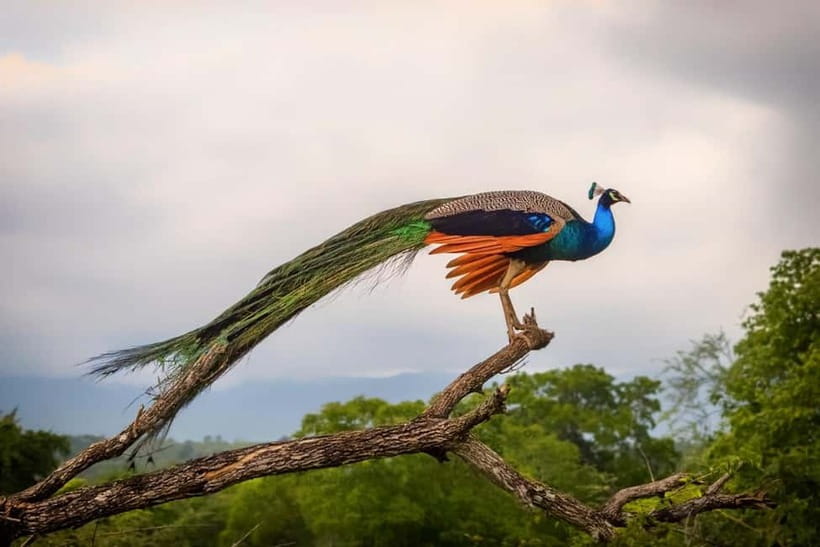 Udawalawe Safari Private Day Trip with Lunch - All Inclusive - Price and Value: What $110 Buys You in Real Terms