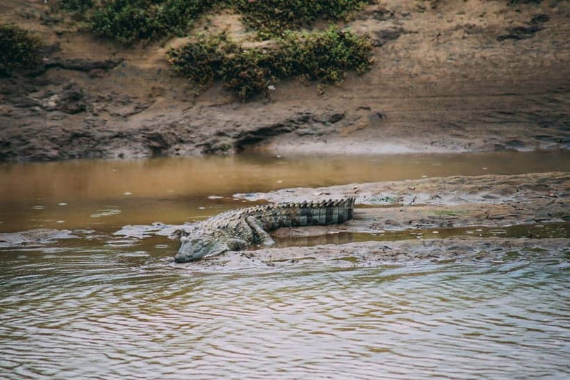 Udawalawe Safari Private Day Trip with Lunch - All Inclusive - How to Make the Most of Your Safari Day