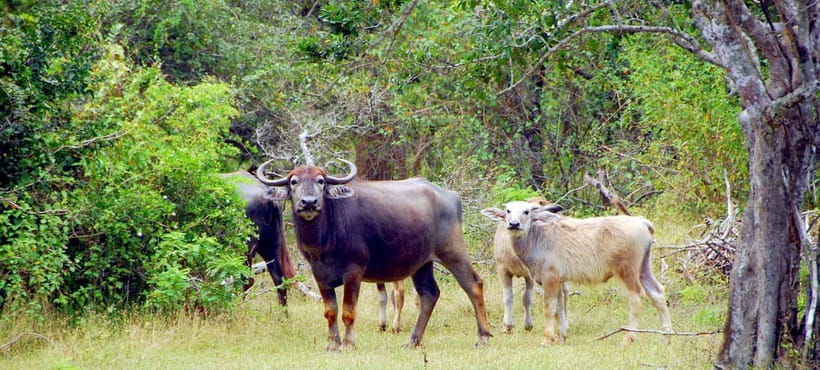 Udawalawe Safari Private Day Trip with Lunch - All Inclusive - Should You Book This Udawalawe Safari Private Day Trip?