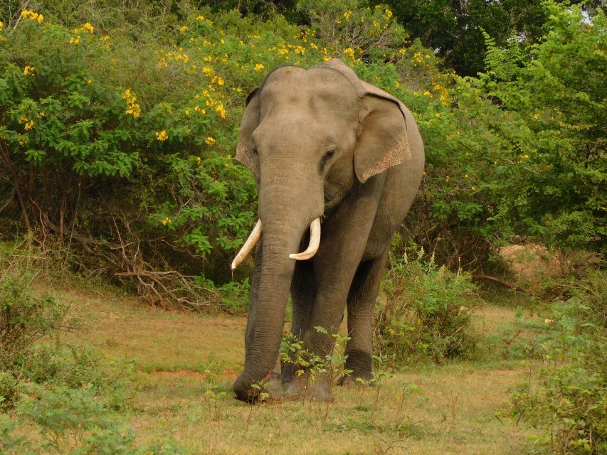 Udawalawe Safari Tour from Hambantota Port (Shore Excursion) - Guide quality and comfort: the practical perks that matter on safari