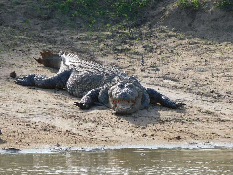 Udawalawe Safari Tour from Hambantota Port (Shore Excursion) - Price and value: is $67 worth it for a shore excursion?