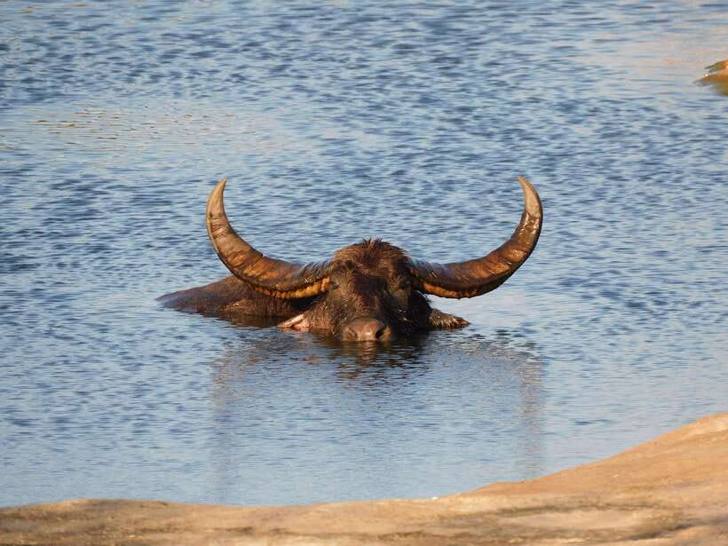 Udawalawe Safari Tour from Hambantota Port (Shore Excursion) - Should you book this Udawalawe Safari from Hambantota Port?