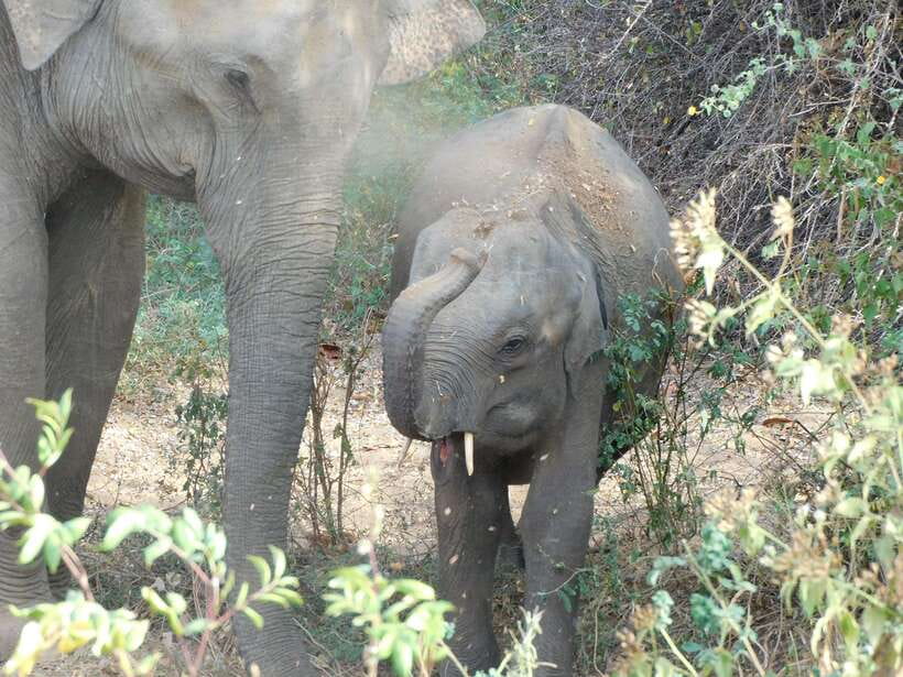 Udawalawe Safari Tour from Hambantota Port (Shore Excursion) - FAQ