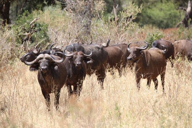 Unforgettable Tanzania Safari And Zanzibar Beach - Ngorongoro Crater: the day you’ll remember for closeness