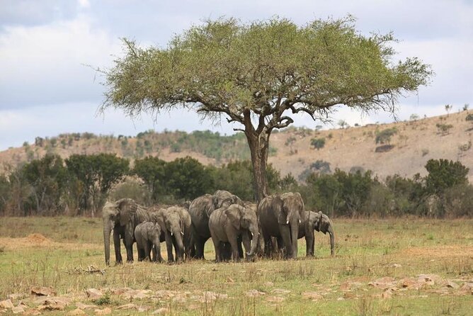 Unforgettable Tanzania Safari And Zanzibar Beach - Serengeti (three days total): first impressions, then full days