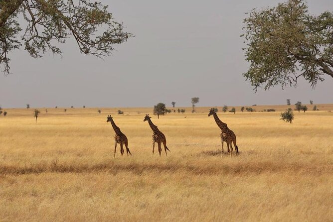 Unforgettable Tanzania Safari And Zanzibar Beach - From Serengeti to Zanzibar: switching from dust to beach