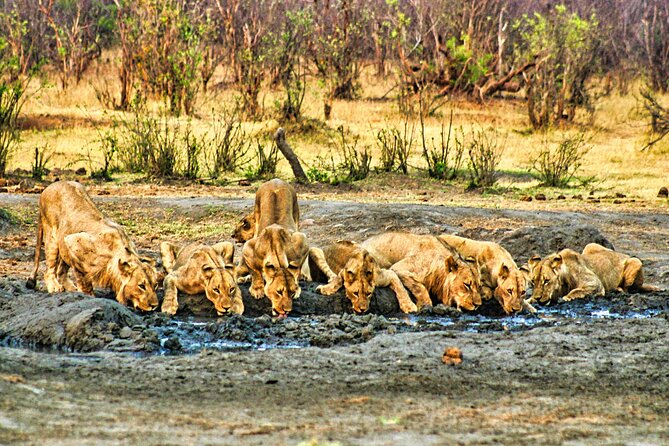Unique Safari Game Drives in Zambezi National Park, 4 Options - Morning timing vs afternoon timing: when to go