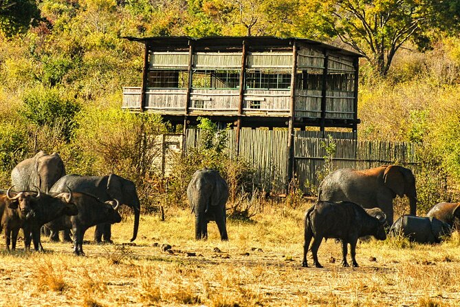 Unique Safari Game Drives in Zambezi National Park, 4 Options - The 4 safari styles: pick your vibe