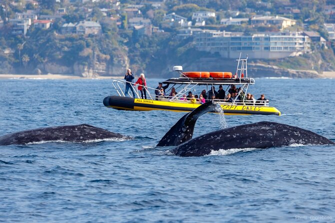 Up-Close Dolphin & Whale Watching Zodiac Adventure in Dana Point - Key points before you go