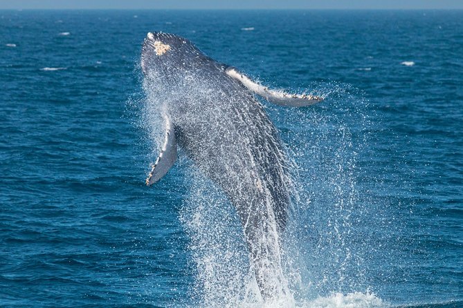 Up-Close Dolphin & Whale Watching Zodiac Adventure in Dana Point - Dana Point’s whale reputation is real (and you feel it on deck)