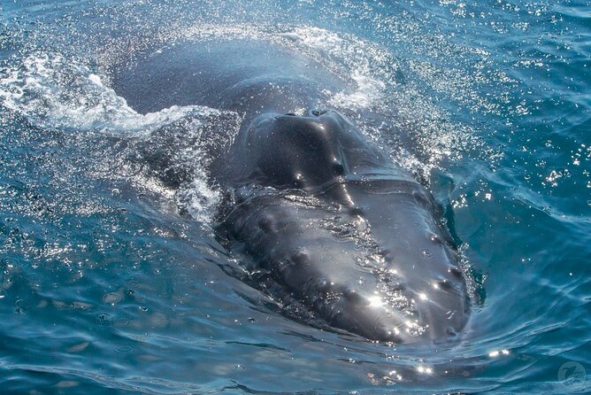 Up-Close Dolphin & Whale Watching Zodiac Adventure in Dana Point - Checking in at Dana Point Harbor without wasting your time