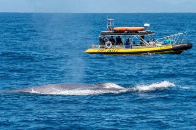 Up-Close Dolphin & Whale Watching Zodiac Adventure in Dana Point - Price and value: what $99.99 buys you in the real world