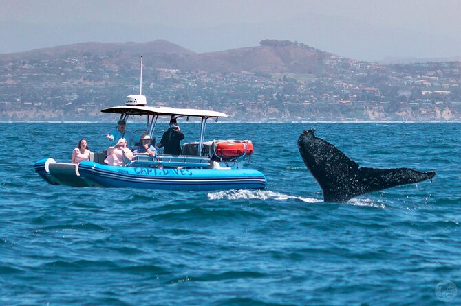 Up-Close Dolphin & Whale Watching Zodiac Adventure in Dana Point - What you’ll actually do on the water: the hunt with a marine naturalist