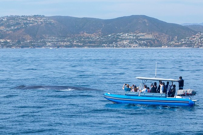 Up-Close Dolphin & Whale Watching Zodiac Adventure in Dana Point - The wildlife calendar: when you might see Blue, Gray, Humpback, and more