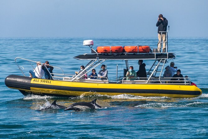 Up-Close Dolphin & Whale Watching Zodiac Adventure in Dana Point - Capt. Dave’s Safari on the water: the small-group edge