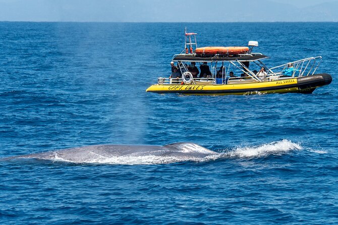 Up-Close Dolphin & Whale Watching Zodiac Adventure in Dana Point - Price and value: what $99.99 buys you in the real world