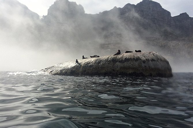 V&A Waterfront Marine Big 5 Ocean Safari - Key highlights you’ll actually feel on the water