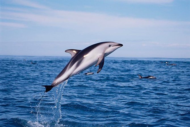 V&A Waterfront Marine Big 5 Ocean Safari - Who should book this Marine Big 5 Ocean Safari?