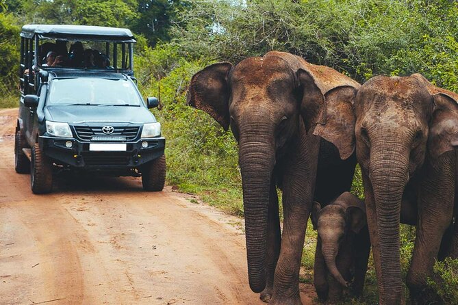 VALUE PACK! One Day Safari Tour to Yala and Udawalawa Parks - Who Should Book This One-Day Yala + Udawalawe Tour