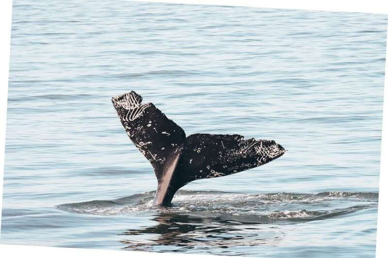Vancouver Whale Watching Safari - Key Things to Know Before You Go