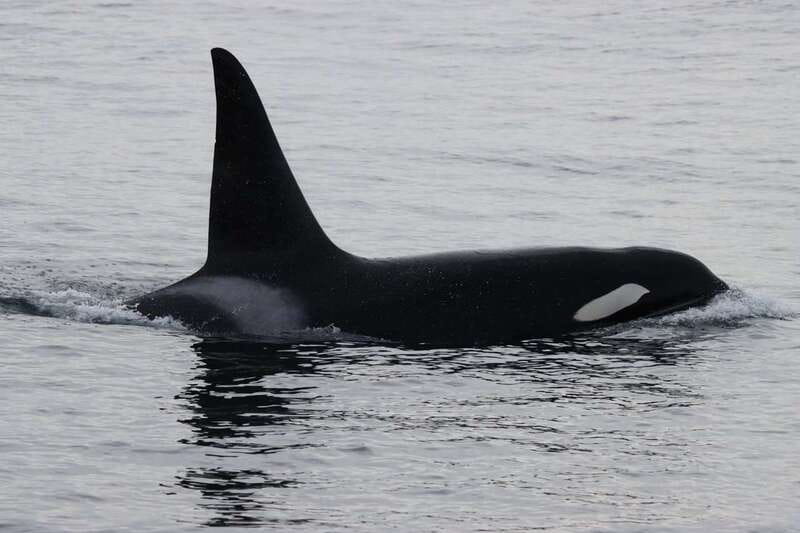 Vancouver Whale Watching Safari - Who Should Book This Tour (and Who Should Skip It)