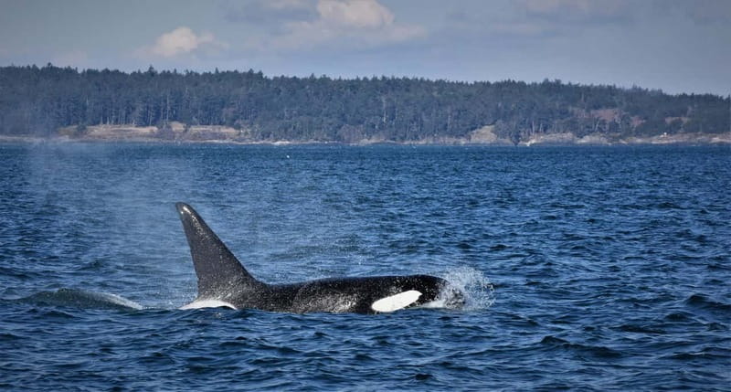 Vancouver Whale Watching Safari - Vancouver Whale Watching Safari: The 5-Hour Big Idea