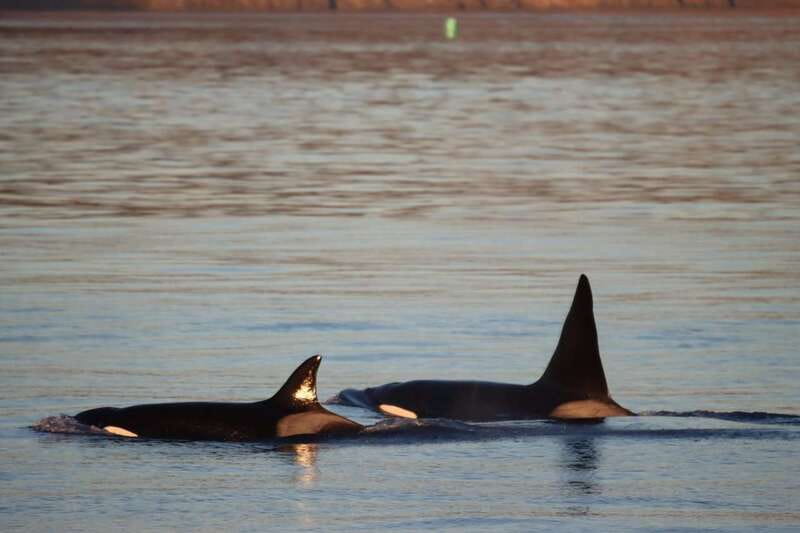 Vancouver Whale Watching Safari - Killer Whales and the Odds: What You’re Really Paying For