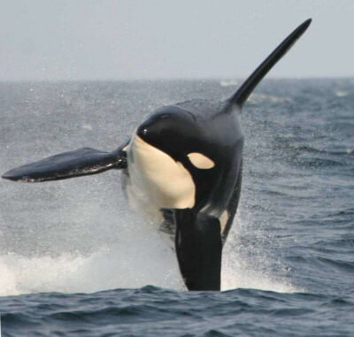 Vancouver Whale Watching Safari - Covered Speedboat Safari: How the Day Actually Flows