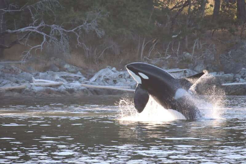 Vancouver Whale Watching Safari - Wildlife Beyond Whales: Seals, Sea Lions, Eagles, and More