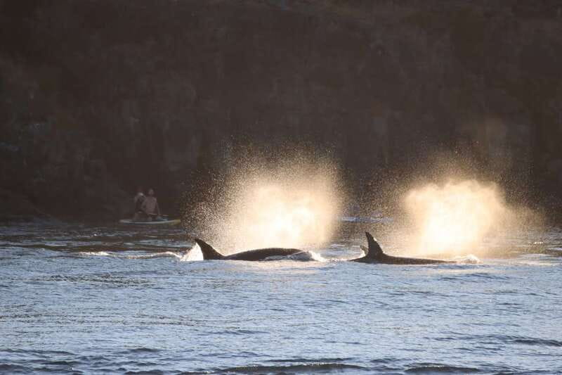 Vancouver Whale Watching Safari - The Vancouver to Granville Island Switch: Why the Ending Is Smart