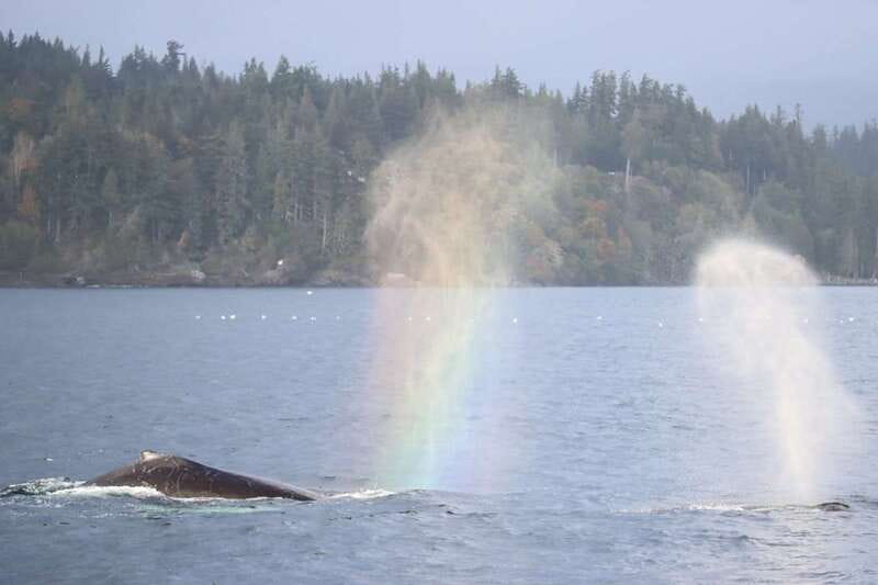Vancouver Whale Watching Safari - Price and Value: Is $316 Worth It?