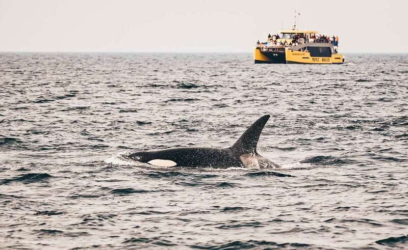 Vancouver Whale Watching Safari - Timing in Vancouver: Start Times by Season
