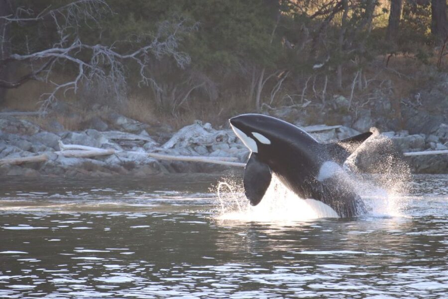 Vancouver Whale Watching Safari - What to Wear and Bring for a Breezy Pacific Day