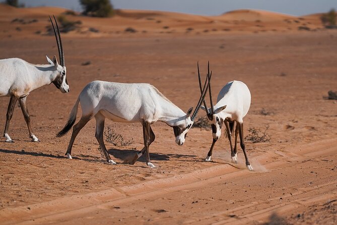 VIP Dubai Sunset Desert Safari: Camel Ride, BBQ, Unlimited Spirit - Bedouin-style welcome at the camp: Arabic coffee and dates