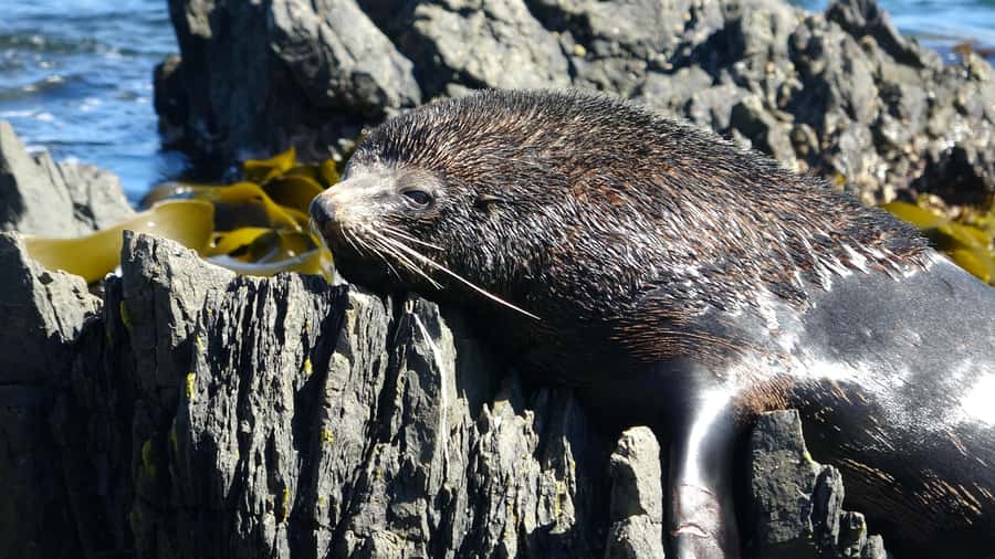Wellington: Half Day Seal Coast Safari - Key Highlights Worth Your Time