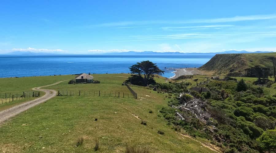 Wellington: Half Day Seal Coast Safari - Should You Book the Wellington Half Day Seal Coast Safari?