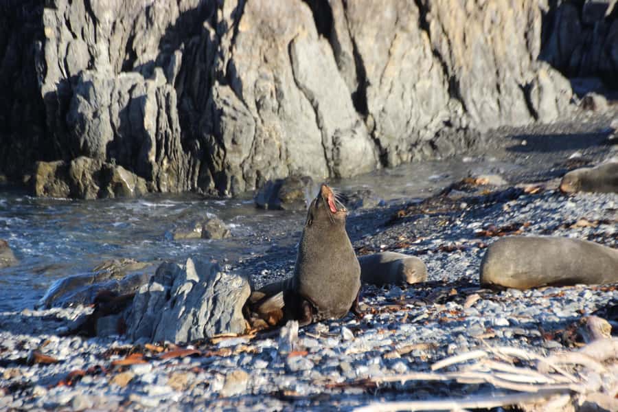 Wellington: Half Day Seal Coast Safari - Otari-Wilton’s Bush: From City Pick-Up to the Native Forest Canopy