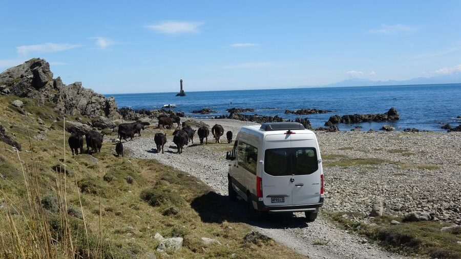 Wellington: Half Day Seal Coast Safari - Fur Seals at Tongue Point: What You’ll Actually See