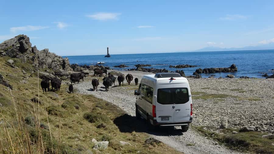 Wellington: Half Day Seal Coast Safari - Timing, Weather, and the Off-Road Comfort Reality (210 Minutes Total)