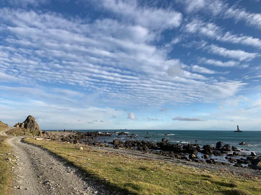 Wellington: Half Day Seal Coast Safari - Who Should Book This Safari (and Who Should Skip It)