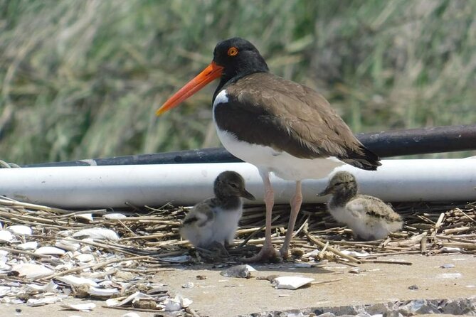 Wetlands Safari Eco-Cruise in Cape May (Osprey Birding By Boat) - Key highlights you’ll care about