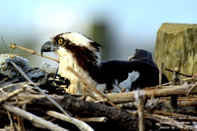 Wetlands Safari Eco-Cruise in Cape May (Osprey Birding By Boat) - The route and timing: 10:00 am basics plus longer weekend runs